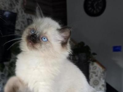 Ragdoll Boy 4 - Ragdoll - Gallery Photo #1