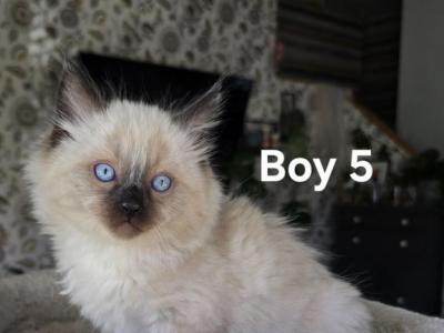 Ragdoll Boy 5 - Ragdoll - Gallery Photo #1