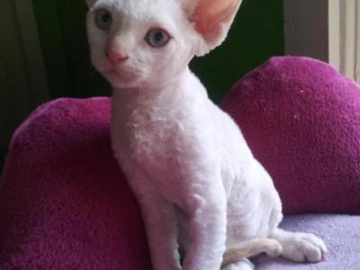 Booble' - Devon Rex - Gallery Photo #1