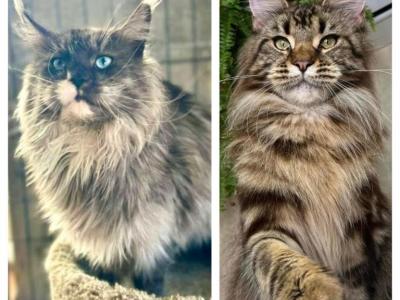 Claudia & Indigo - Maine Coon - Gallery Photo #1