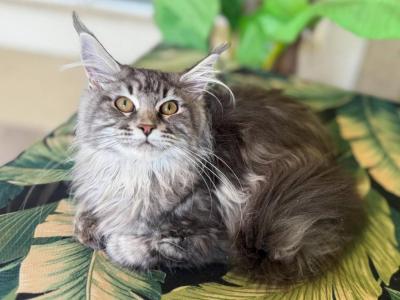 Maine Coon Silver Female - Maine Coon - Gallery Photo #1