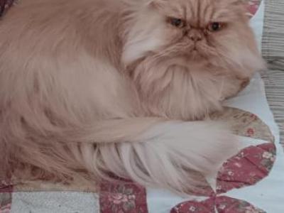 2 Yr Female Persian - Persian - Gallery Photo #1