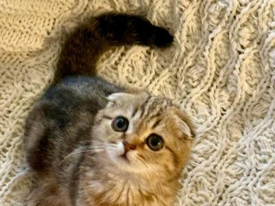 Lily - Scottish Fold - Gallery Photo #1