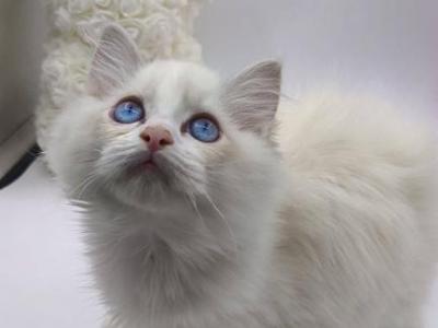 Snow - Ragdoll - Gallery Photo #1