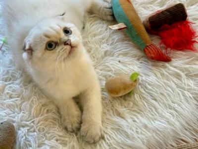 Bisquit - Scottish Fold - Gallery Photo #1