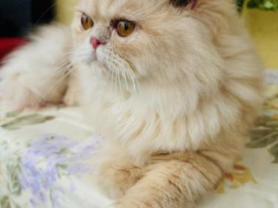 Goldie Of Towercastle - Persian - Gallery Photo #1