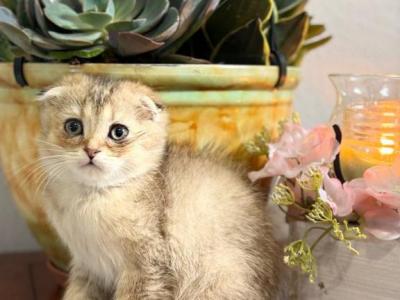 Princess - Scottish Fold - Gallery Photo #1