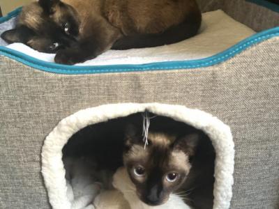 Abby Litter - Siamese - Gallery Photo #1