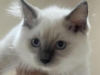 Gigi Ragdoll - Ragdoll - Gallery Photo #1