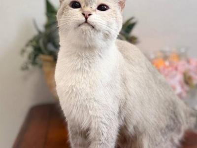 Queen - British Shorthair - Gallery Photo #1