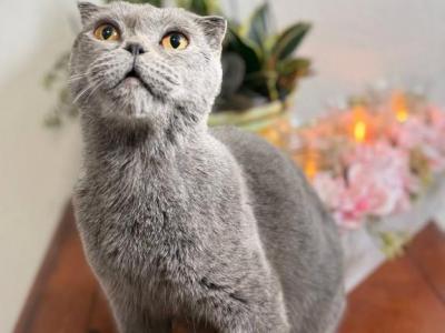 Nala - Scottish Fold - Gallery Photo #1