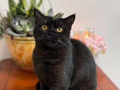 Panther - British Shorthair - Gallery Photo #1