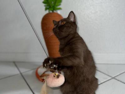 Chocolate - British Shorthair - Gallery Photo #1