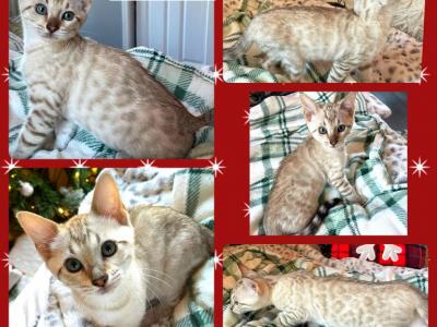 Carrie Seal Mink - Bengal - Gallery Photo #1