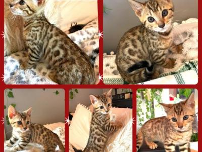 Mr Big Brown Spotted - Bengal - Gallery Photo #1