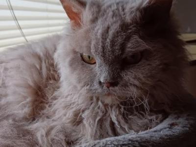 Lilac Curly Selkirk Rex Female - Selkirk Rex - Gallery Photo #1