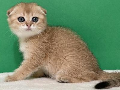 Asol Golden Fold - Scottish Fold - Gallery Photo #1