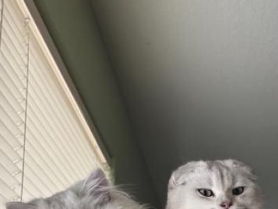 Perlas Litter - Scottish Fold - Gallery Photo #1