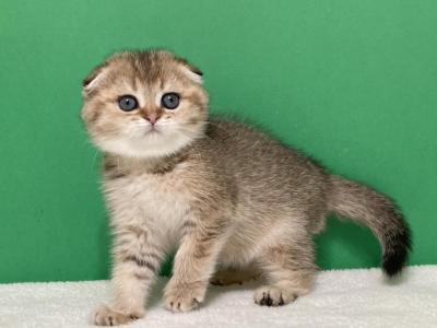 Caramel Ticked Girl - Scottish Fold - Gallery Photo #1