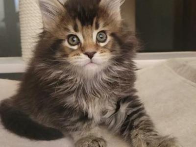 Diva - Maine Coon - Gallery Photo #1