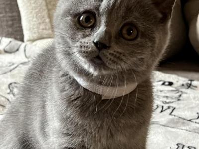 Bruno - British Shorthair - Gallery Photo #1