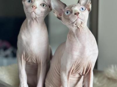 Swanky Females - Sphynx - Gallery Photo #1