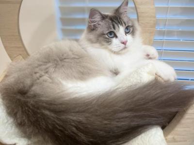 Adorable Seal Lynx Bicolor Girl - Ragdoll - Gallery Photo #1