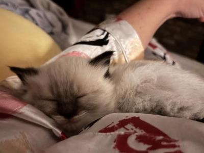 READY DECEMBER 11 Gucci And Duke - Ragdoll - Gallery Photo #1