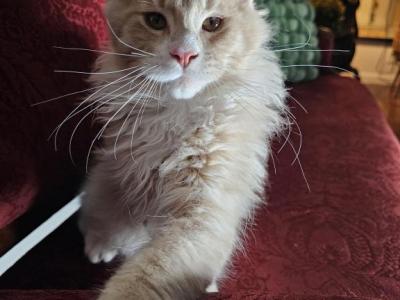 Orange - Maine Coon - Gallery Photo #1