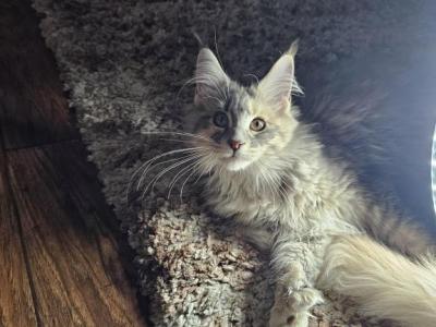 Autumn - Maine Coon - Gallery Photo #1