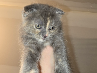 Folded Ears Girl - Scottish Fold - Gallery Photo #1