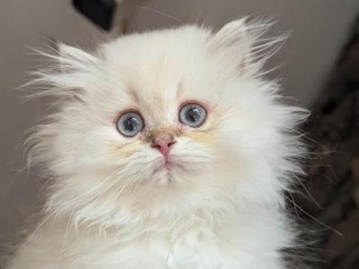 British Longhair Point Boy Hiver - British Shorthair - Gallery Photo #1