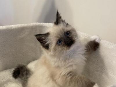 Seal Mitted Ragdoll Boy - Ragdoll - Gallery Photo #1