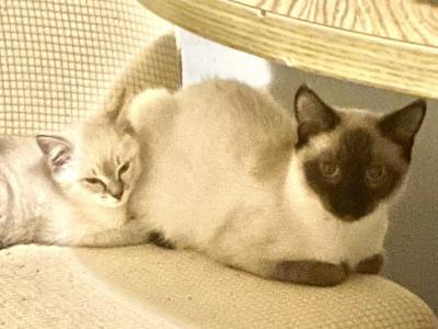 Male Siamese - Siamese - Gallery Photo #1