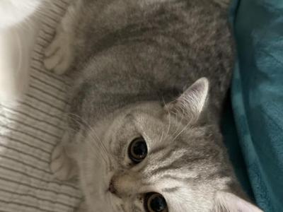 Greasy - British Shorthair - Gallery Photo #1