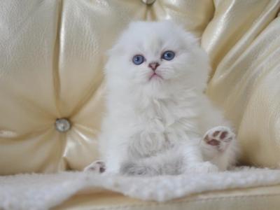 Blue Eyes Scottish Fold Holly - Scottish Fold - Gallery Photo #1