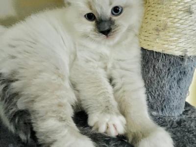 Oxy - Ragdoll - Gallery Photo #1