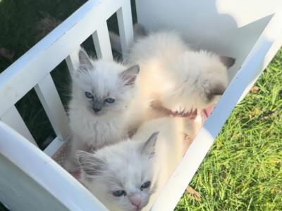 Lilac Mink Baby - Ragdoll - Gallery Photo #1