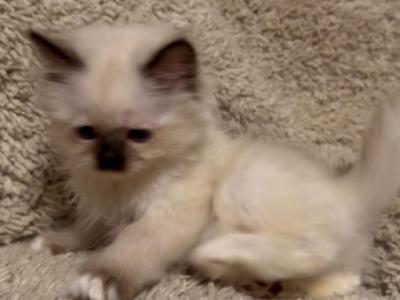 Seal Point Baby - Ragdoll - Gallery Photo #1