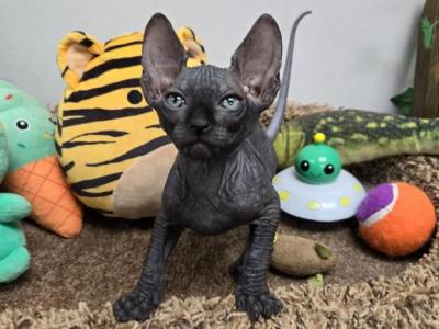 Salem - Sphynx - Gallery Photo #1