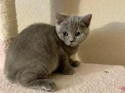 Sweetie - British Shorthair - Gallery Photo #1