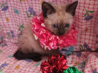 Kit - Siamese - Gallery Photo #1