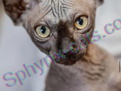 Furrys - Sphynx - Gallery Photo #1