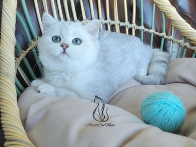 Sam - Scottish Fold - Gallery Photo #1