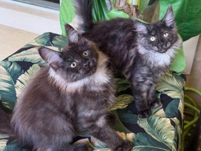 Maine Coon Smokey Black Brothers - Maine Coon - Gallery Photo #1