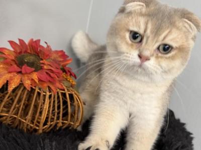 Quatro Scottish Fold Blue Golden Male - Scottish Fold - Gallery Photo #1