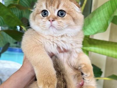 Scottish Fold  Golden  Male - Scottish Fold - Gallery Photo #1