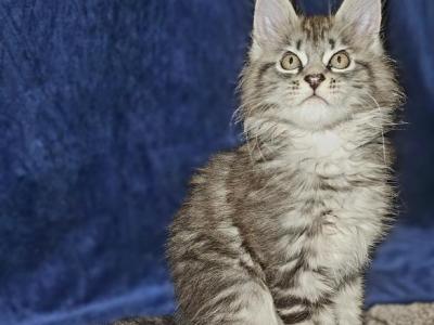 N22 Male - Maine Coon - Gallery Photo #1