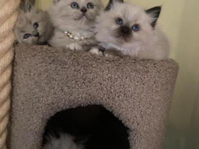 Simba And Malibu Chistmas  Litter - Ragdoll - Gallery Photo #1