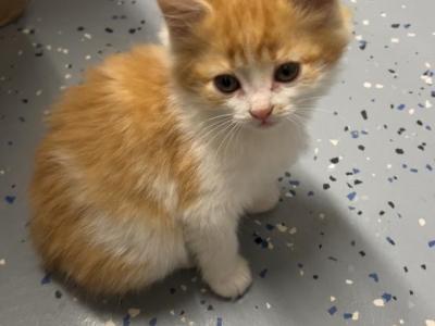 Orange Kitten - Domestic - Gallery Photo #1